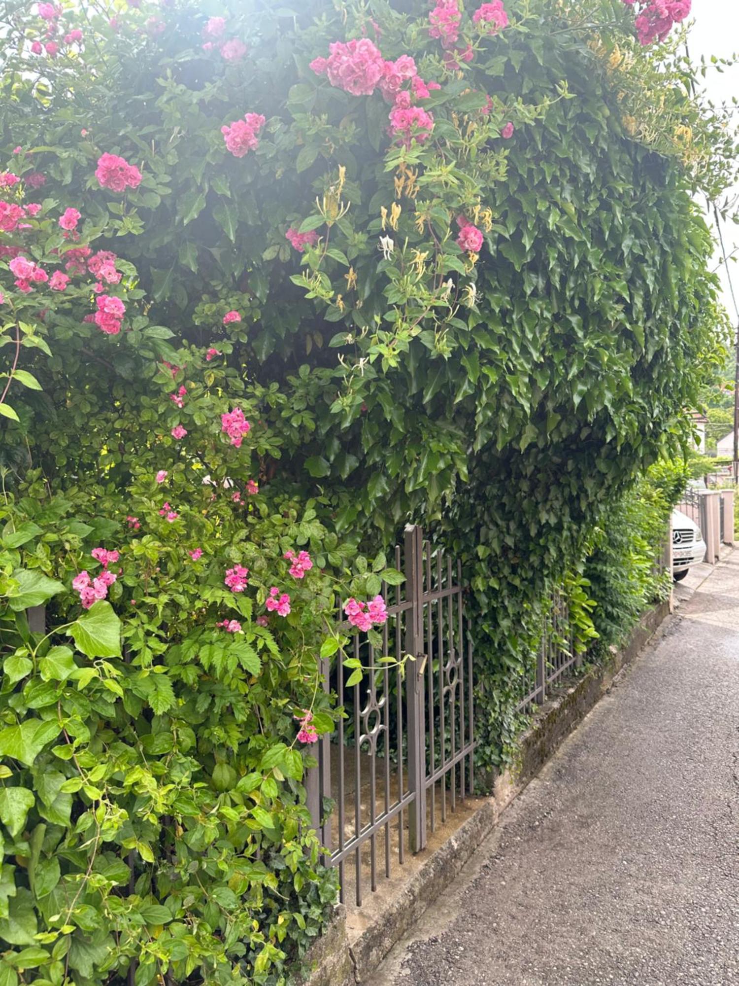 Apartman Lili Cetinje Exteriör bild